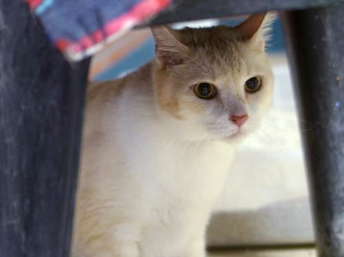 Adopt A Friend: Kalamazoo